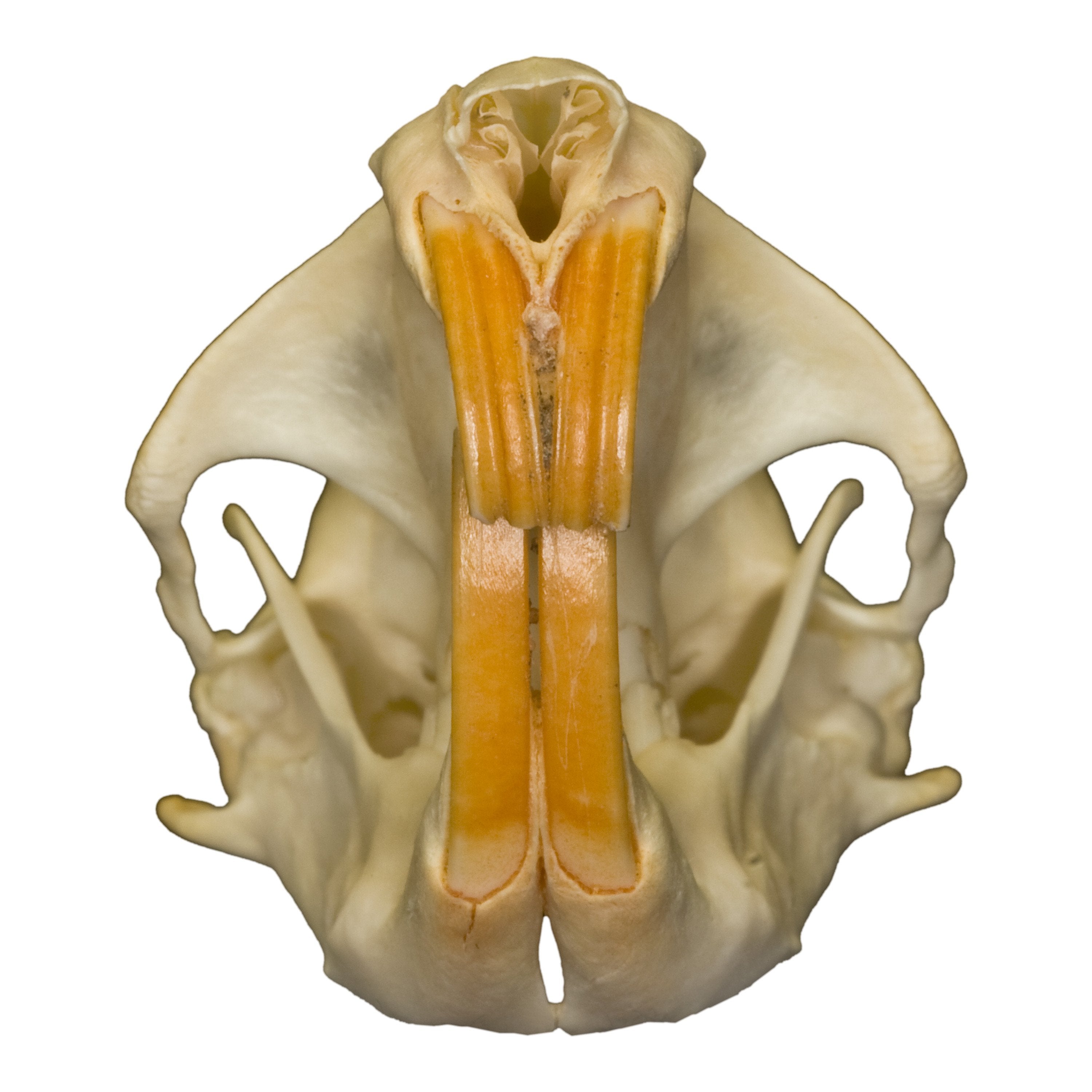 Northern Pocket Gopher Skull