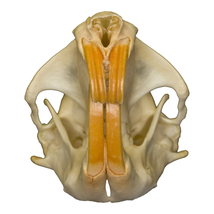Real Pocket Gopher Skull