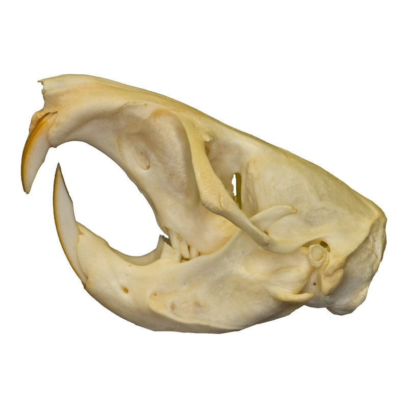Real Pocket Gopher Skull