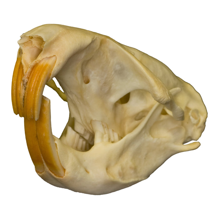 Real Pocket Gopher Skull
