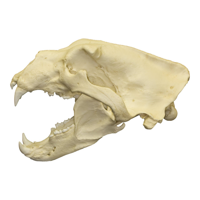 Replica Polar Bear Skull