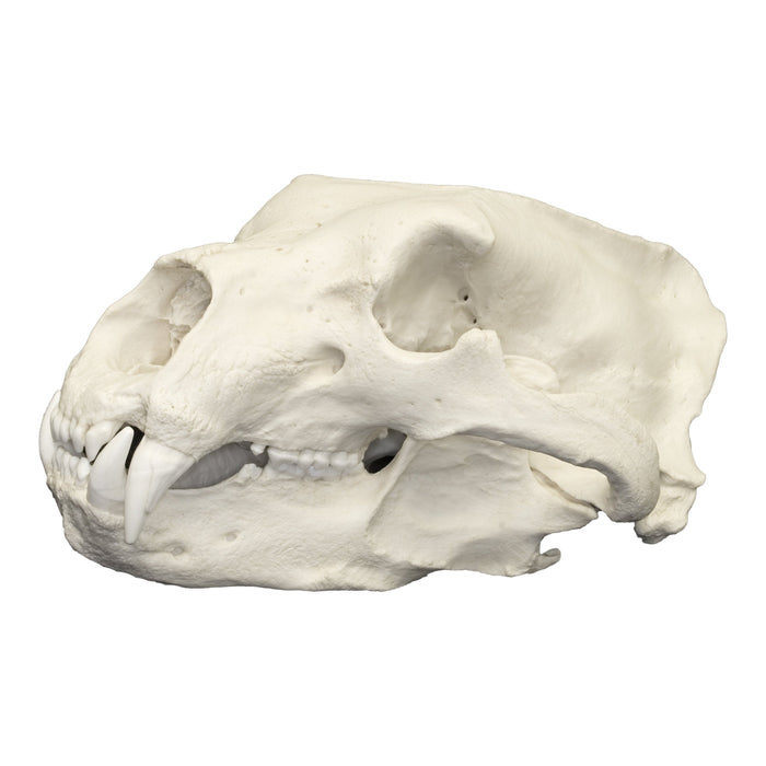 Replica Polar Bear Skull
