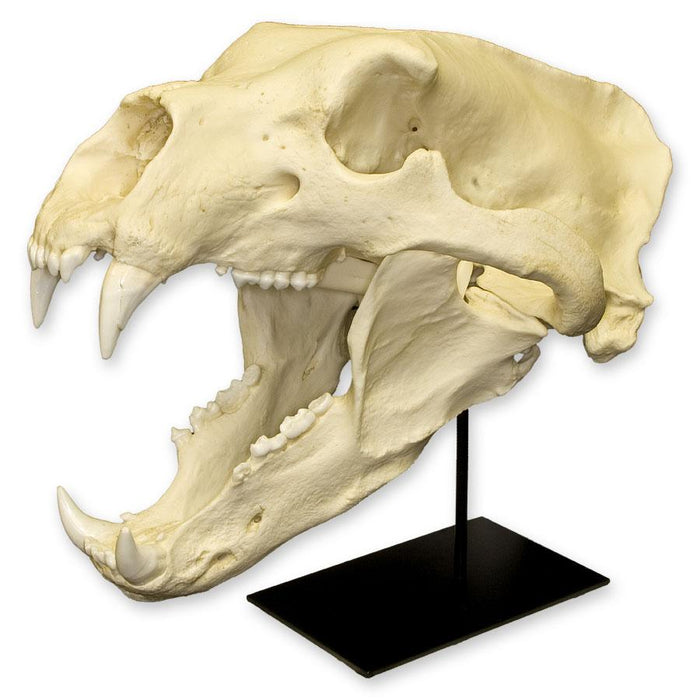 Replica Polar Bear Skull