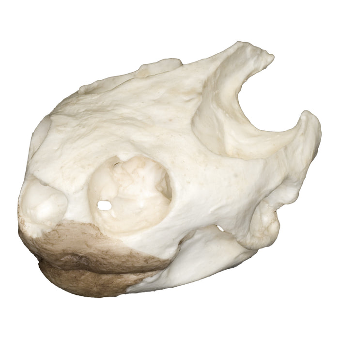 Replica Pond Turtle Skull