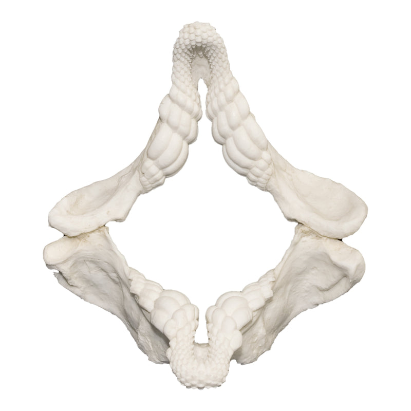 Replica Port Jackson Shark Jaw