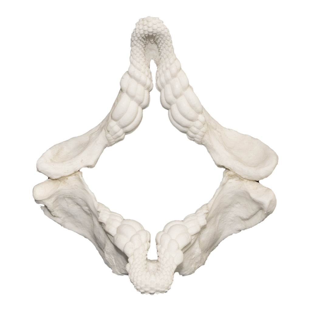 Replica Port Jackson Shark Jaw For Sale — Skulls Unlimited
