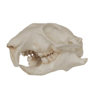 Replica Prairie Dog Skull