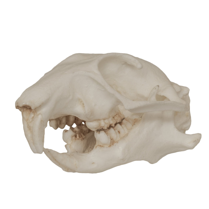 Replica Prairie Dog Skull
