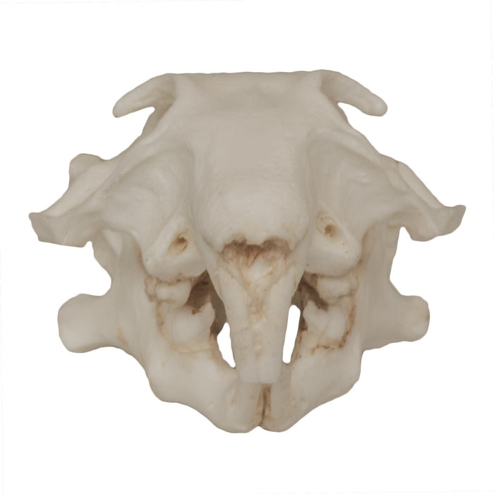 Replica Prairie Dog Skull