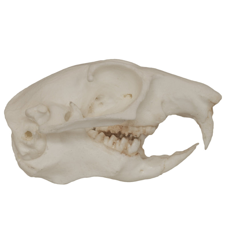 Replica Prairie Dog Skull