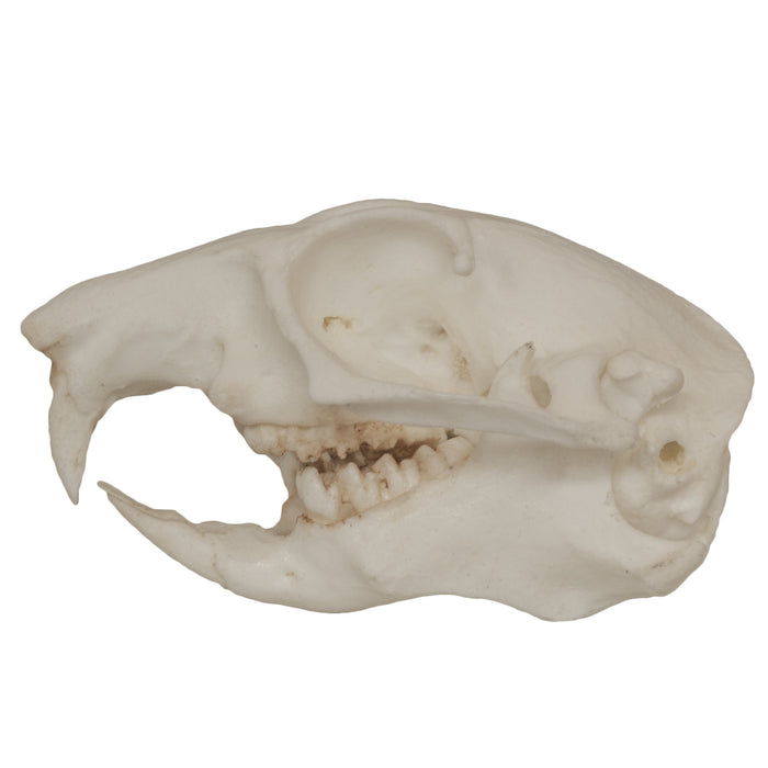 Replica Prairie Dog Skull