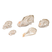 Comparative Skull Kit - Predator and Prey