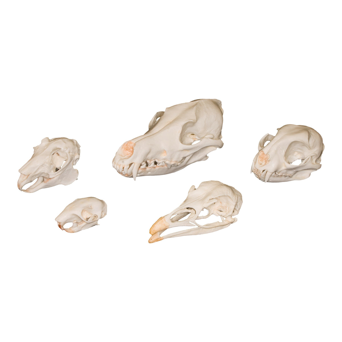 Predator X Skull Real Predator And Prey Skull Set — Skulls Unlimited