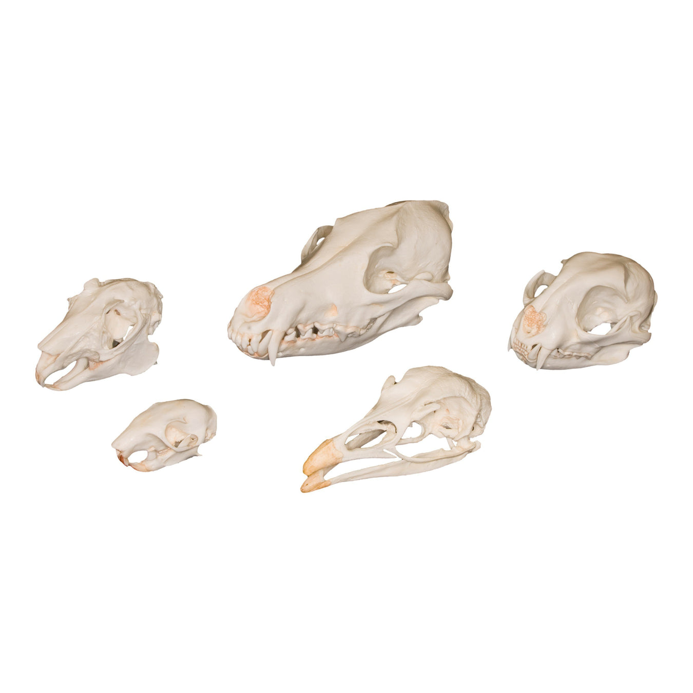 Education and Starter Skull kits