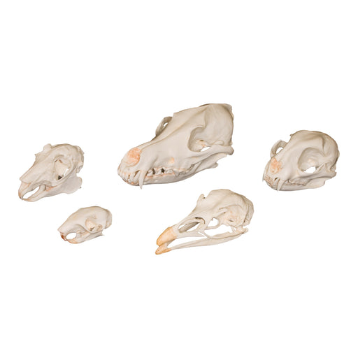 Comparative Skull Kit - Predator and Prey