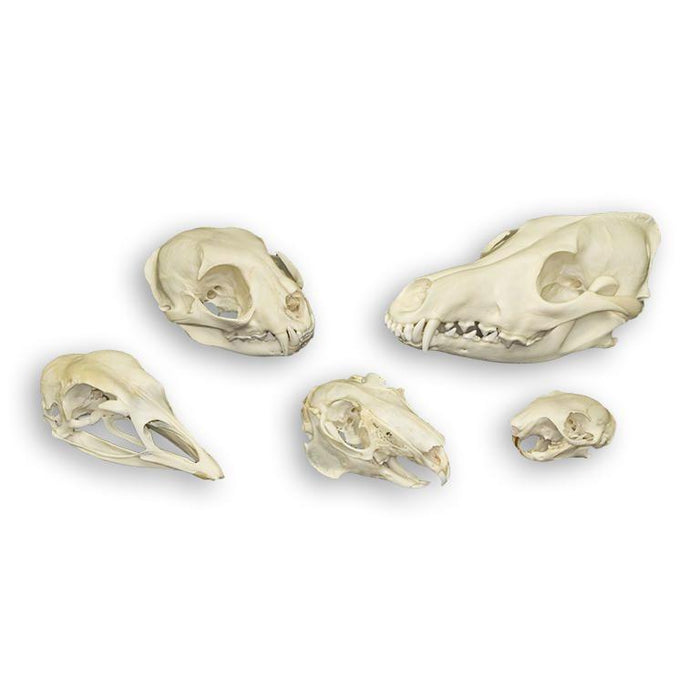 Comparative Skull Kit - Predator and Prey