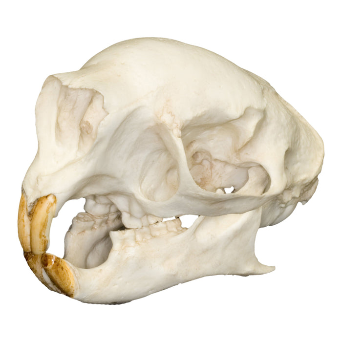 Replica Prehensile-tailed Porcupine Skull