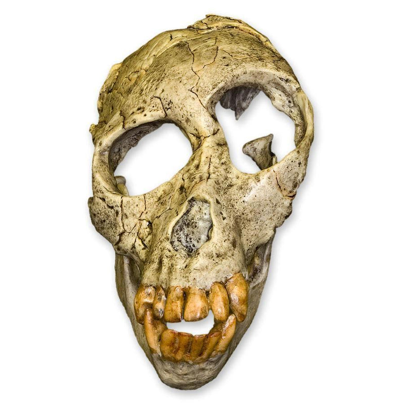 Replica Proconsul Skull