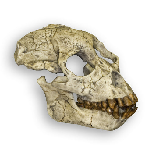 Replica Proconsul Skull