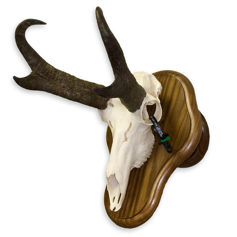 SkullCleaning - Plaques