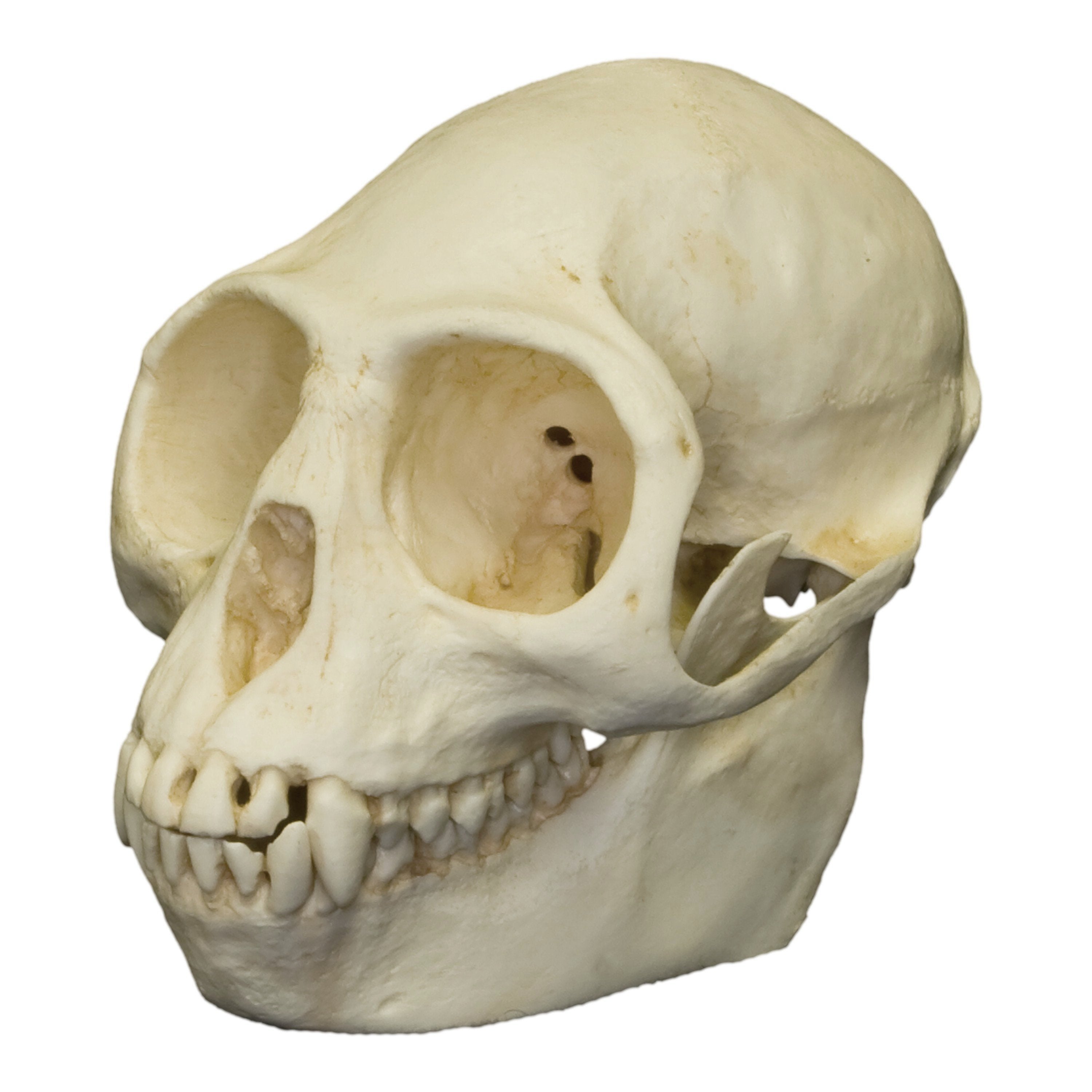 Replica Purple-faced Langur Skull For Sale — Skulls Unlimited