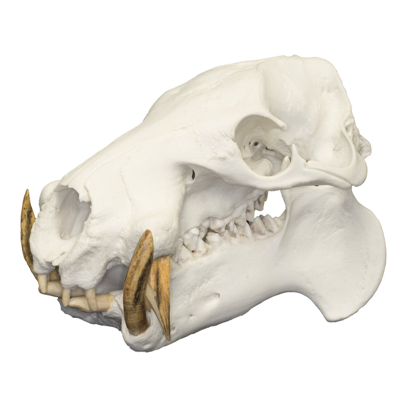 Replica Pygmy Hippopotamus Skull
