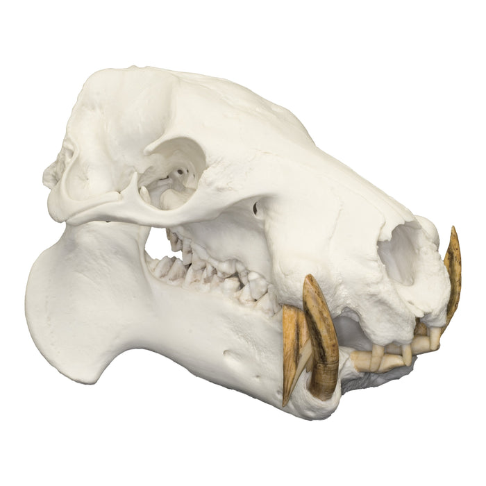 Replica Pygmy Hippopotamus Skull