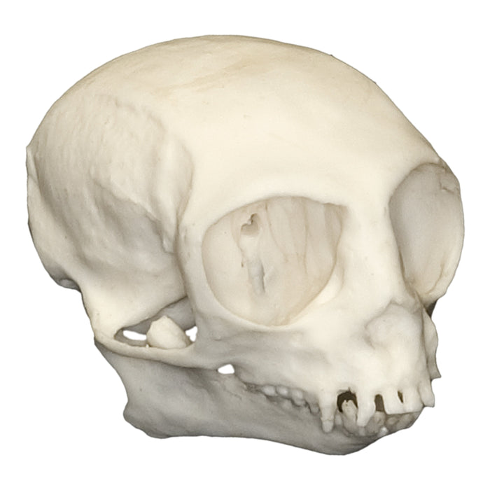 Replica Pygmy Marmoset Skull