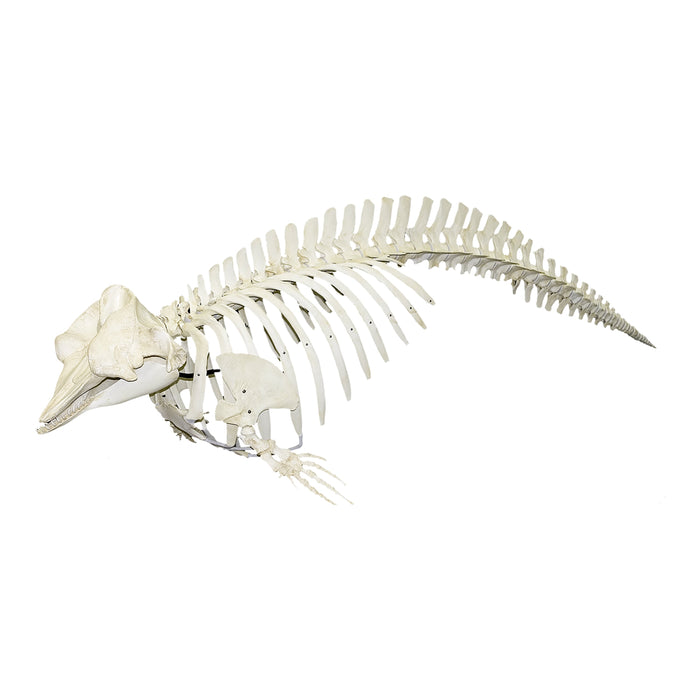 Replica Pygmy Sperm Whale Skeleton