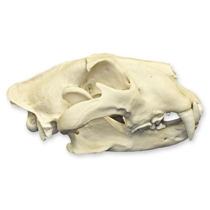 Replica African Lion Skull