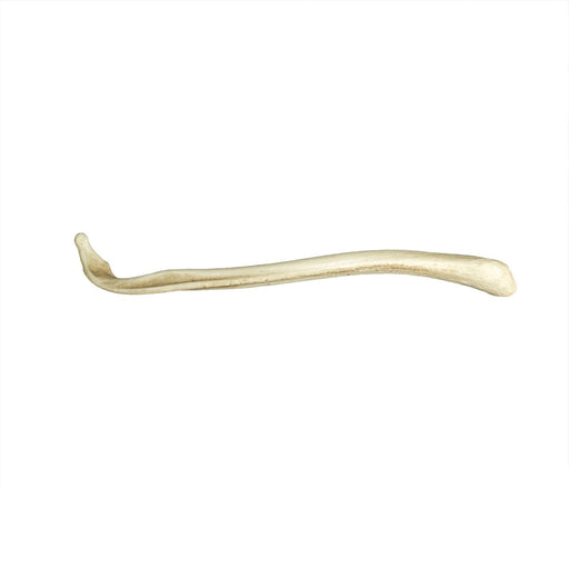 Replica American Badger Baculum
