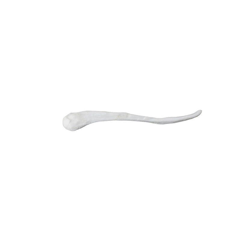 Replica Black-Footed Ferret Baculum