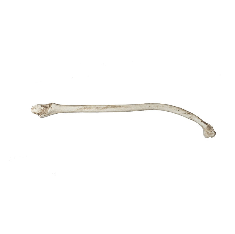 Replica Fisher Baculum