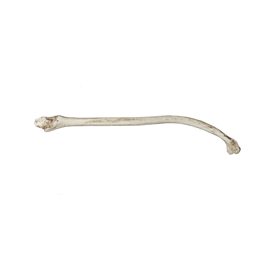 Replica Fisher Baculum