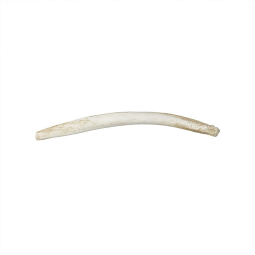 Replica Fossa Baculum