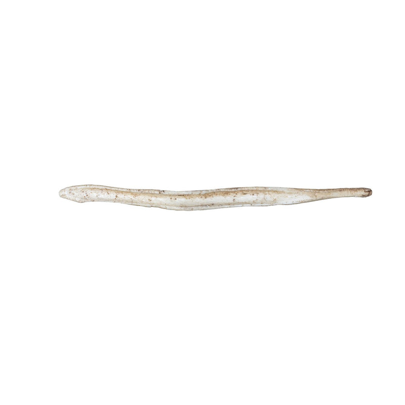 Replica Gray Fox Baculum