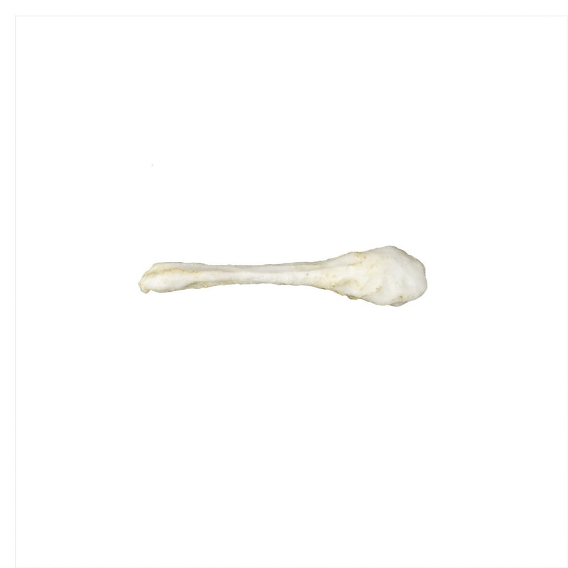 Replica Guinea Pig Baculum