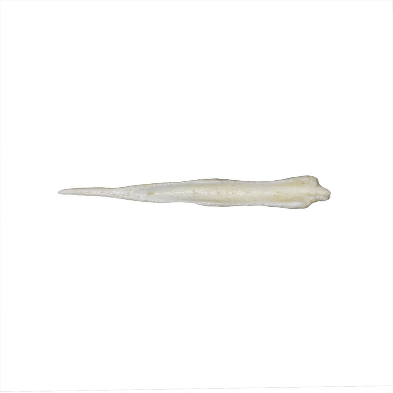 Replica Maned Wolf Baculum