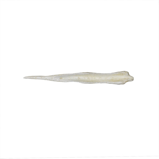 Replica Maned Wolf Baculum
