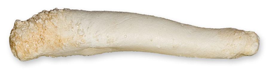Replica Bearded Seal Baculum