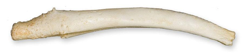 Replica Gray Seal Baculum