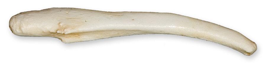 Replica Ribbon Seal Baculum
