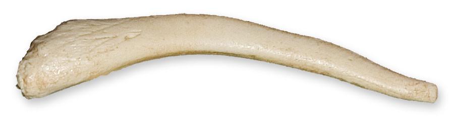 Replica Ringed Seal Baculum