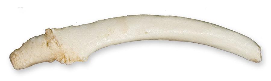 Replica Spotted Seal Baculum