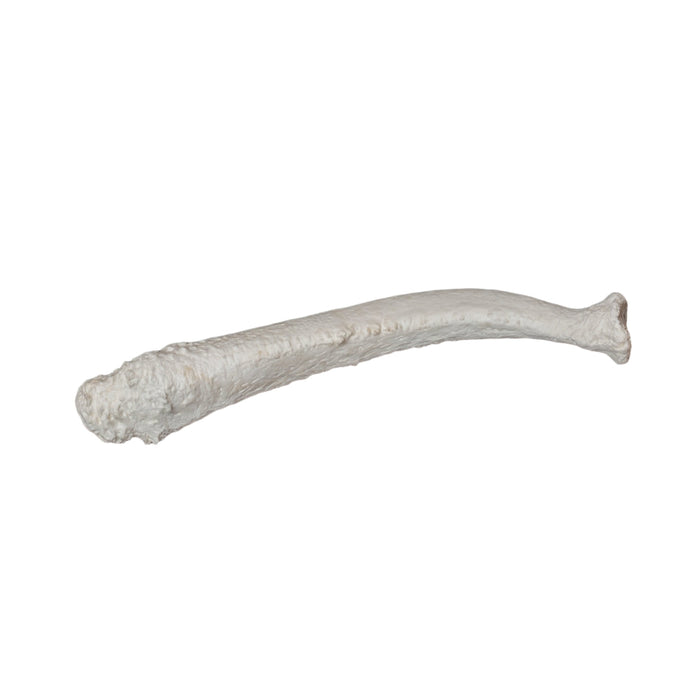 Replica Steller Sea Lion Baculum