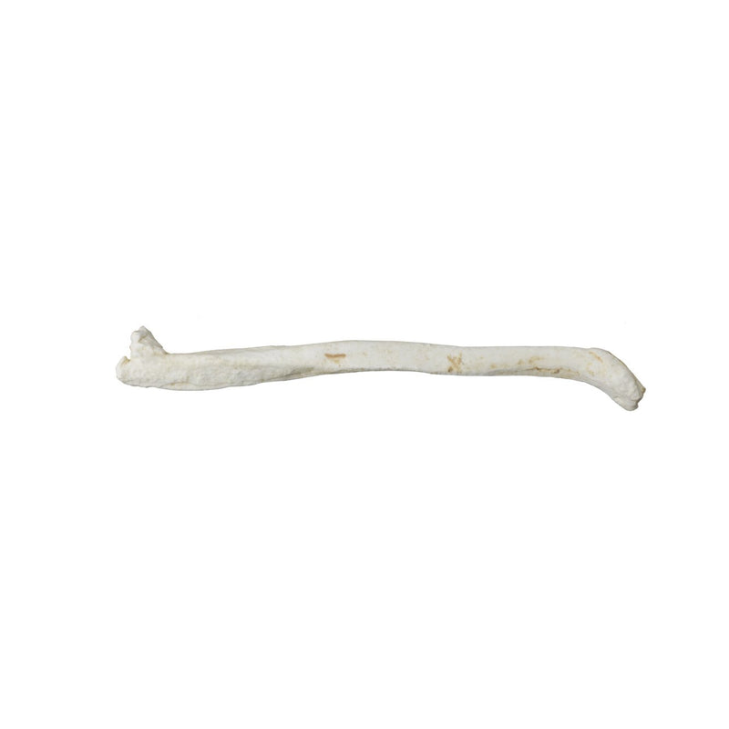 Replica Sun Bear Baculum