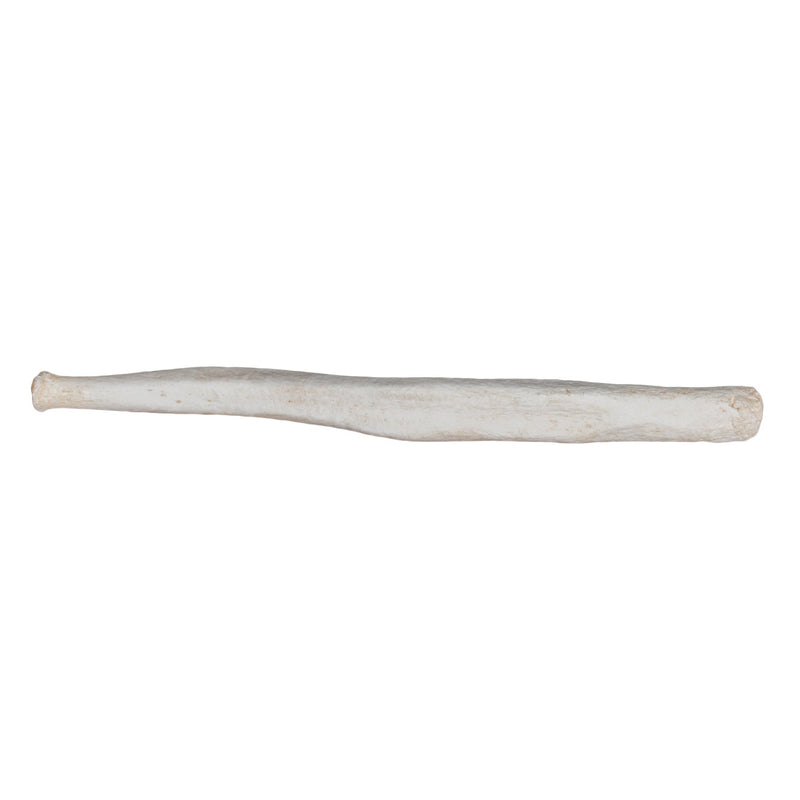 Replica Northern Fur Seal Baculum