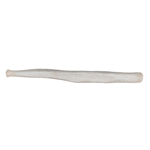 Replica Northern Fur Seal Baculum