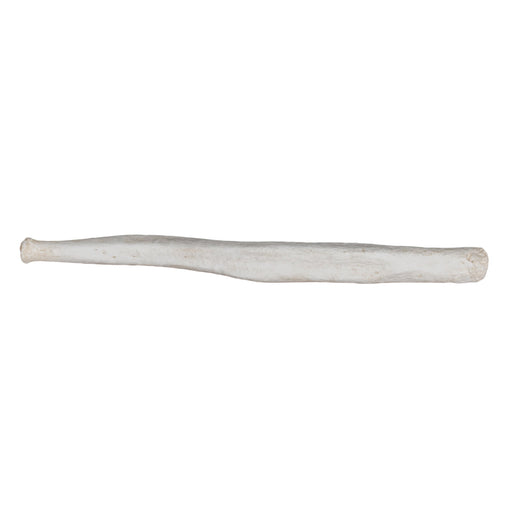 Replica Northern Elephant Seal Baculum