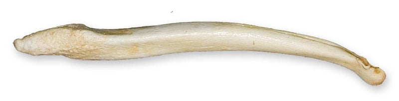 Replica Sea Otter Baculum